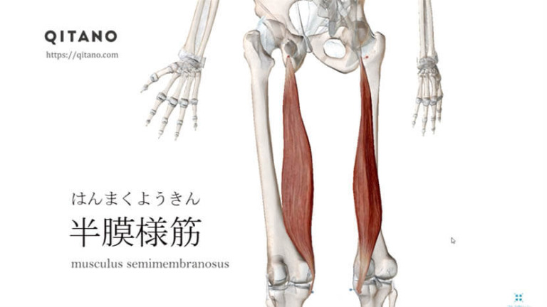 半膜様筋（はんまくようきん）ストレッチ方法・起始停止・働き｜ハムストリングス