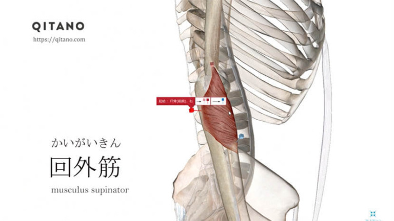 回外筋（かいがいきん）ストレッチ方法・起始停止・働き