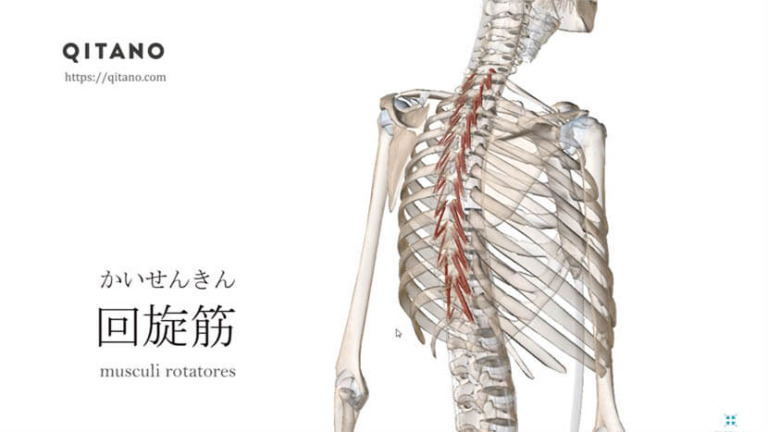 回旋筋（かいせんきん）ストレッチ方法・起始停止・働き