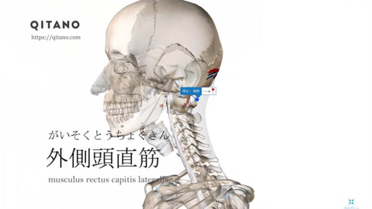 外側頭直筋（がいそくとうちょくきん）ストレッチ方法・起始停止・働き