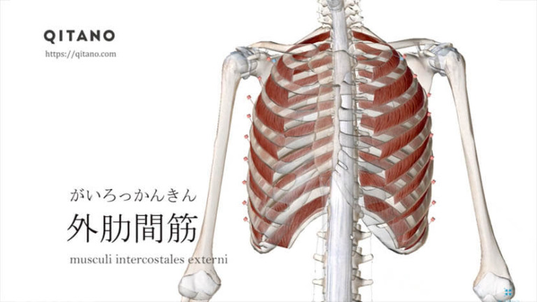 外肋間筋（がいろっかんきん）ストレッチ方法・起始停止・働き