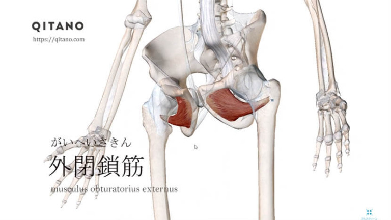 外閉鎖筋（がいへいさきん）ストレッチ方法・起始停止・働き｜深層外旋六筋