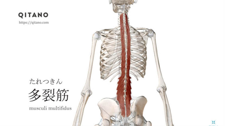多裂筋（たれつきん）ストレッチ方法・起始停止・働き