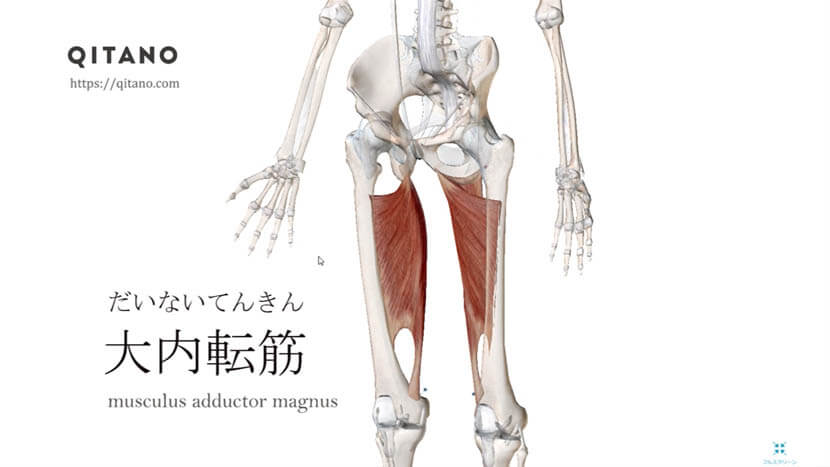 大内転筋（だいないてんきん）ストレッチ方法・起始停止・働き