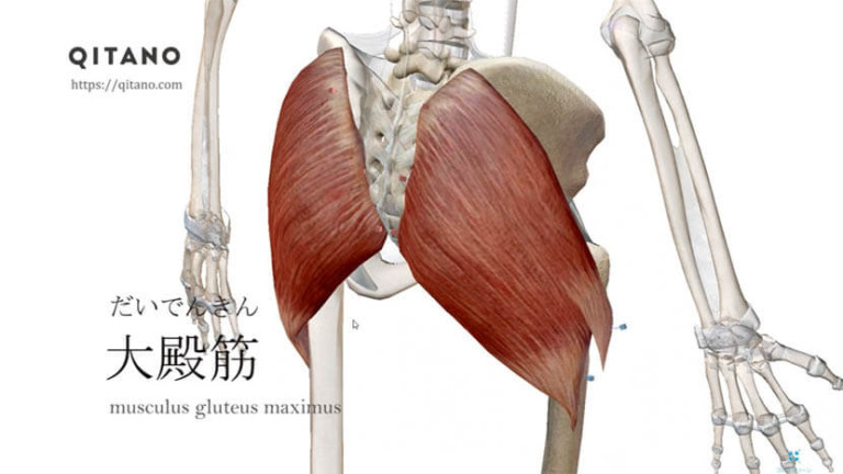 大殿筋（だいでんきん）ストレッチ方法・起始停止・働き