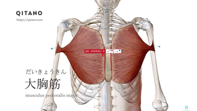 大胸筋（だいきょうきん）ストレッチ方法・起始停止・働き