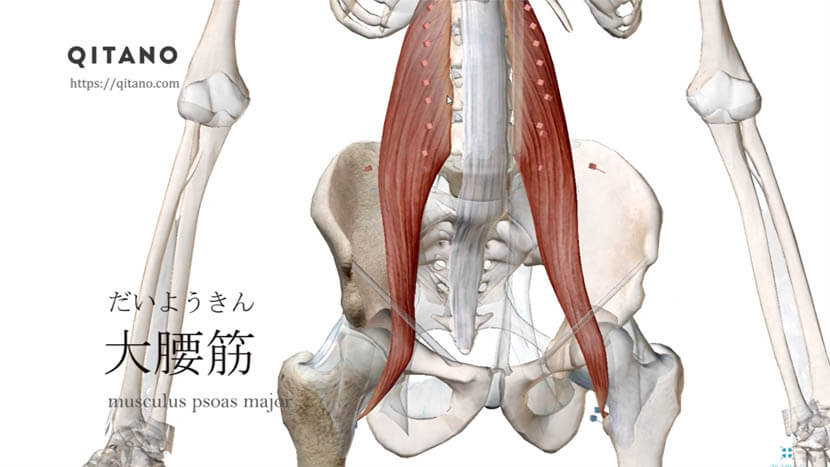 大腰筋（だいようきん）ストレッチ方法・起始停止・働き｜腸腰筋