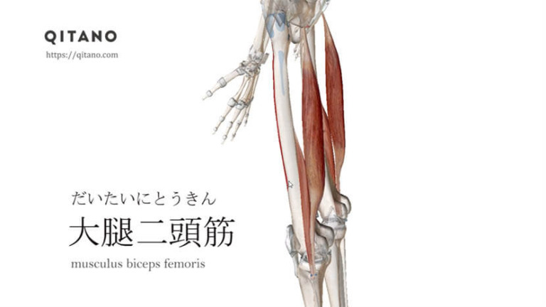 大腿二頭筋（だいたいにとうきん）ストレッチ方法・起始停止・働き｜ハムストリングス