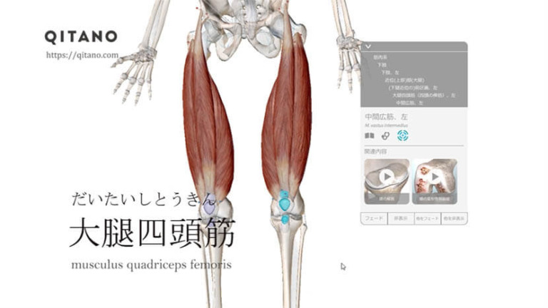 大腿四頭筋（だいたいしとうきん）ストレッチ方法・起始停止・働き
