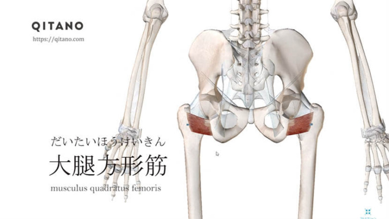 大腿方形筋（だいたいほうけいきん）ストレッチ方法・起始停止・働き｜深層外旋六筋