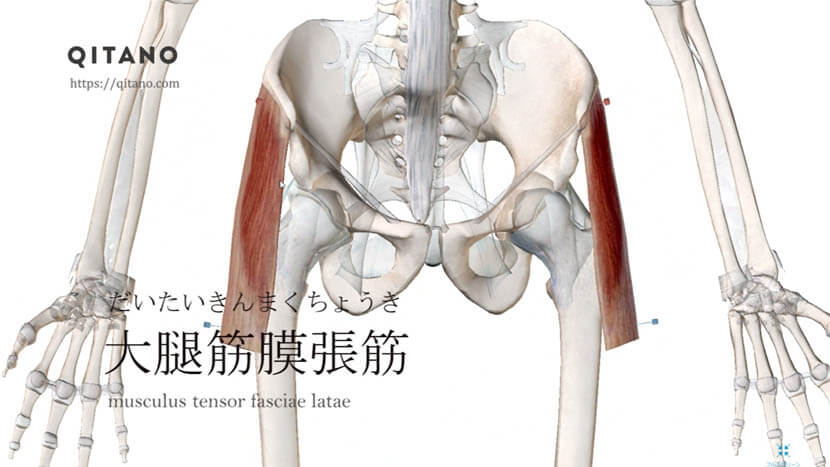 大腿筋膜張筋（だいたいきんまくちょうきん）ストレッチ方法・起始停止・働き
