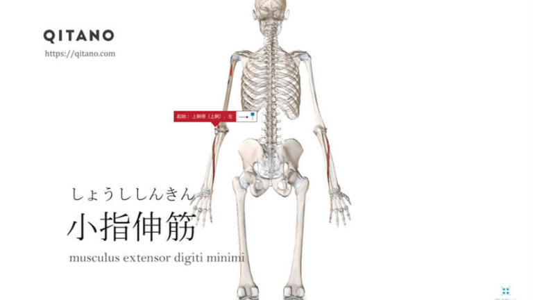 小指伸筋（しょうししんきん）ストレッチ方法・起始停止・働き