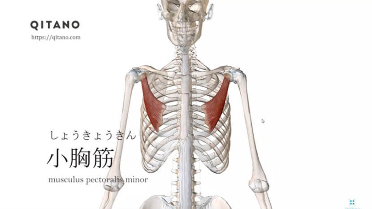 小胸筋（しょうきょうきん）ストレッチ方法・起始停止・働き