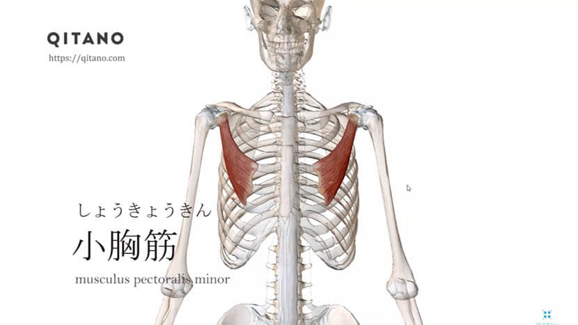 小胸筋（しょうきょうきん）ストレッチ方法・起始停止・働き