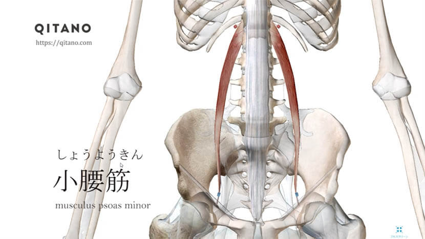 小腰筋（しょうようきん）ストレッチ方法・起始停止・働き｜腸腰筋