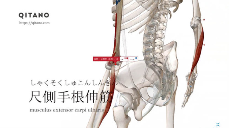 尺側手根伸筋（しゃくそくしゅこんしんきん）ストレッチ方法・起始停止・働き