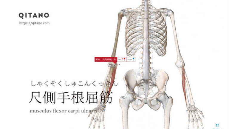 尺側手根屈筋（しゃくそくしゅこんくっきん）ストレッチ方法・起始停止・働き