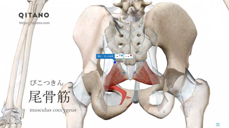 尾骨筋（びこつきん）ストレッチ方法・起始停止・働き