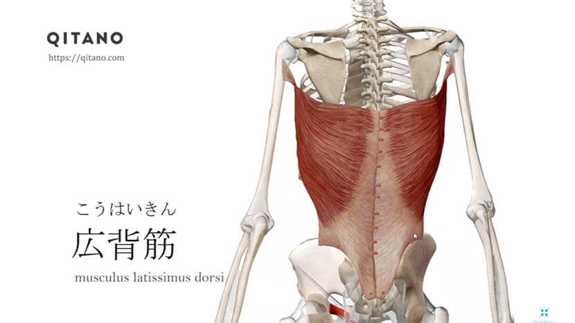 広背筋（こうはいきん）ストレッチ方法・起始停止・働き