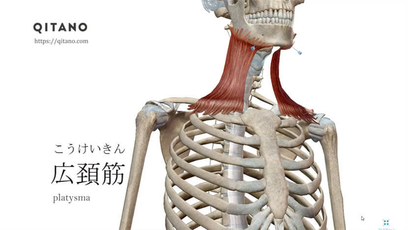 広頚筋（こうけいきん）ストレッチ方法・起始停止・働き
