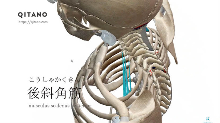 後斜角筋（こうしゃかくきん）ストレッチ方法・起始停止・働き