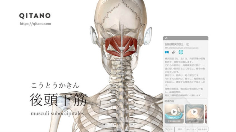 後頭下筋（こうとうかきん）ストレッチ方法・起始停止・働き