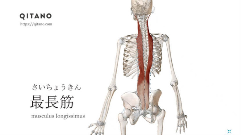 最長筋（さいちょうきん）ストレッチ方法・起始停止・働き