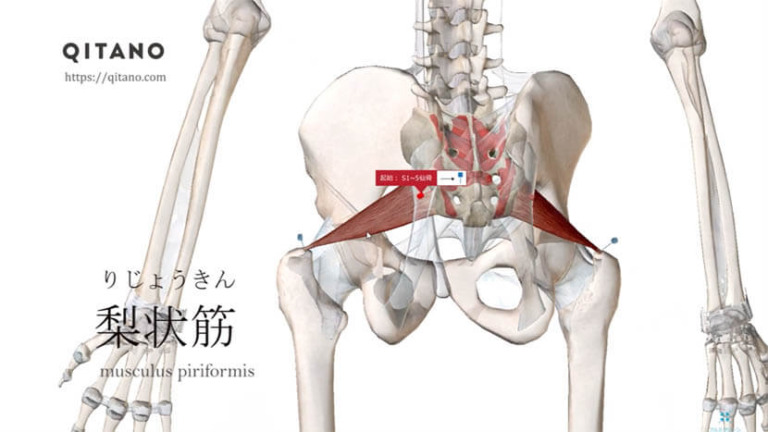 梨状筋（りじょうきん）ストレッチ方法・起始停止・働き｜深層外旋六筋