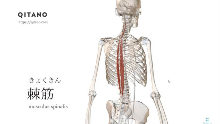 棘筋（きょくきん）ストレッチ方法・起始停止・働き