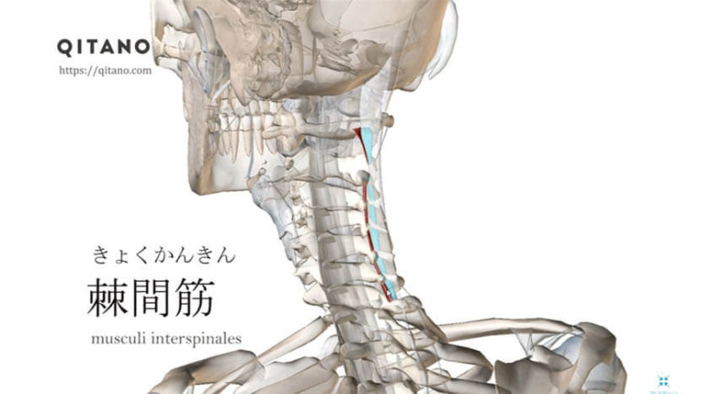 棘間筋（きょくかんきん）ストレッチ方法・起始停止・働き
