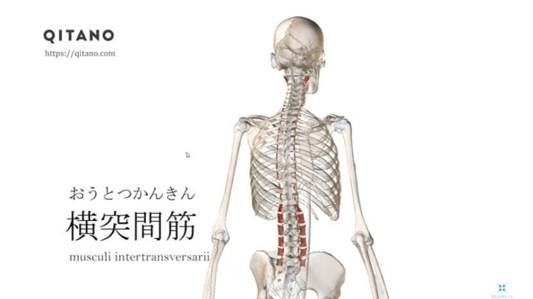 横突間筋（おうとつかんきん）ストレッチ方法・起始停止・働き