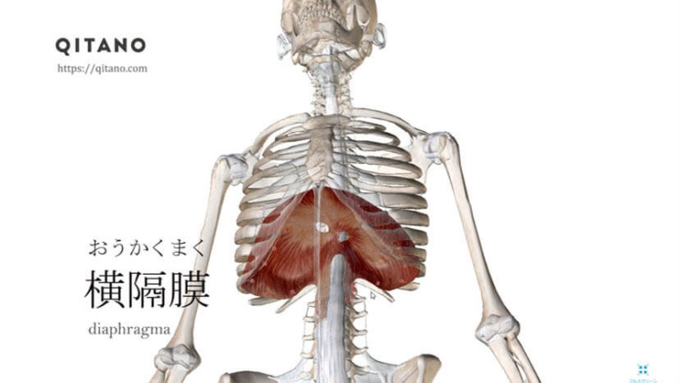 横隔膜（おうかくまく）ストレッチ方法・起始停止・働き