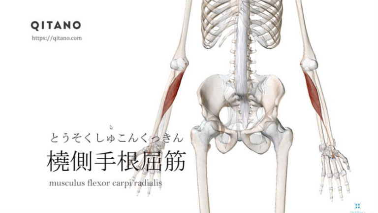 橈側手根屈筋（とうそくしゅこんくっきん）ストレッチ方法・起始停止・働き