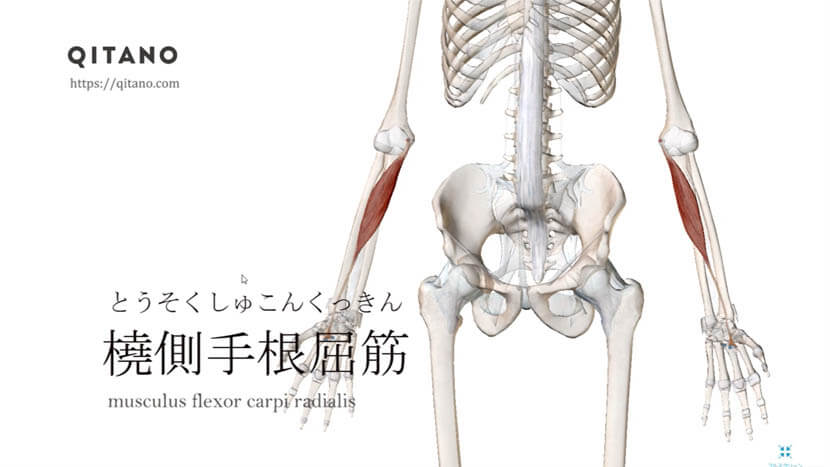 橈側手根屈筋（とうそくしゅこんくっきん）ストレッチ方法・起始停止・働き