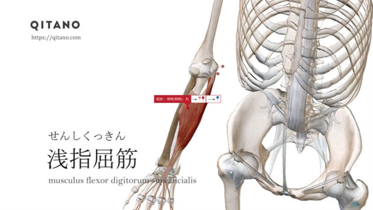 浅指屈筋（せんしくっきん）ストレッチ方法・起始停止・働き
