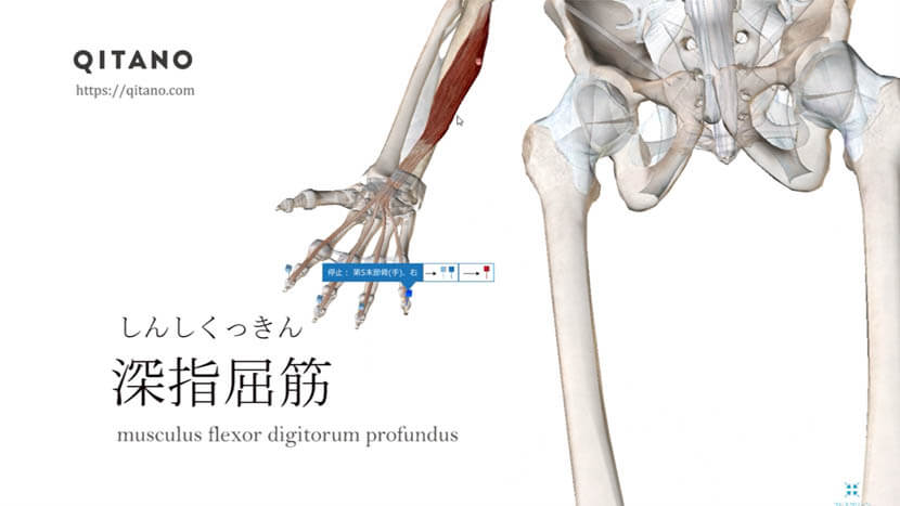 深指屈筋（しんしくっきん）ストレッチ方法・起始停止・働き