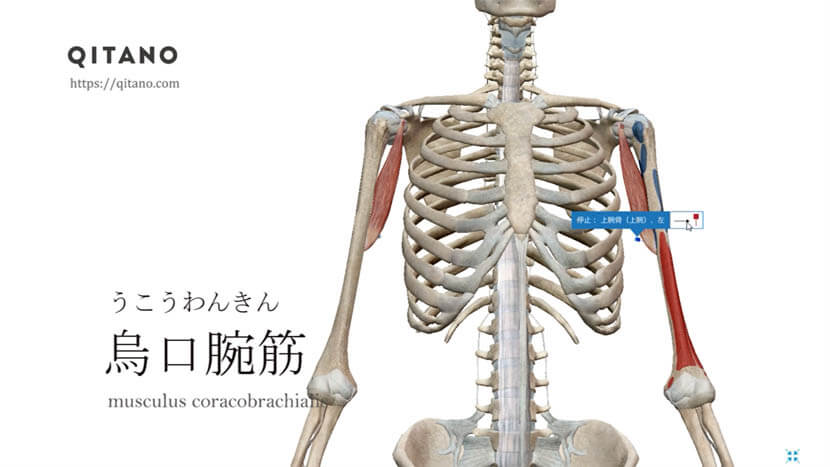 烏口腕筋（うこうわんきん）ストレッチ方法・起始停止・働き