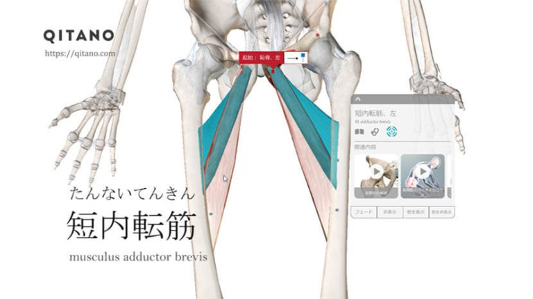 短内転筋（たんないてんきん）ストレッチ方法・起始停止・働き_s98