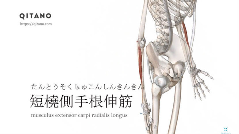 短橈側手根伸筋（たんとうそくしゅこんしんきん）ストレッチ方法・起始停止・働き
