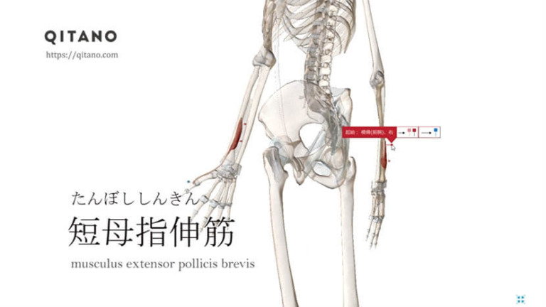 短母指伸筋（たんぼししんきん）ストレッチ方法・起始停止・働き