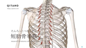 短肋骨挙筋（たんろっこつきょきん）ストレッチ方法・起始停止・働き