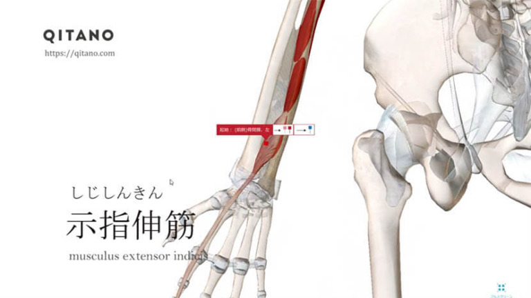 示指伸筋（しじしんきん）ストレッチ方法・起始停止・働き