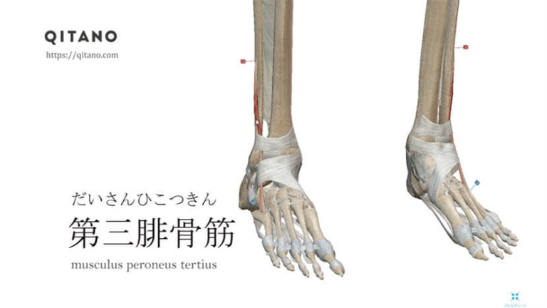 第三腓骨筋（だいさんひこつきん）ストレッチ方法・起始停止・働き