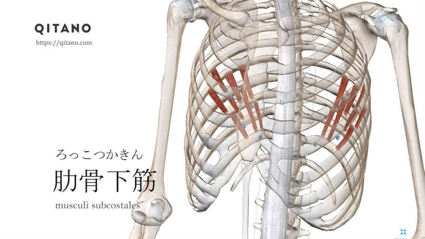 肋骨下筋（ろっかきん）ストレッチ方法・起始停止・働き