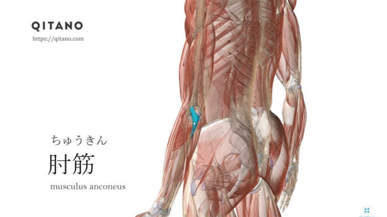 肘筋（ちゅうきん）ストレッチ方法・起始停止・働き