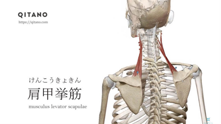 肩甲挙筋（けんこうきょきん）ストレッチ方法・起始停止・働き