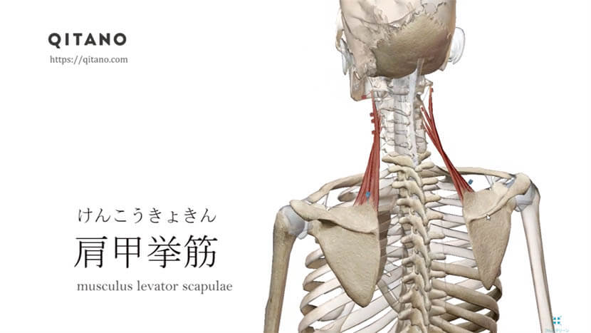 肩甲挙筋（けんこうきょきん）ストレッチ方法・起始停止・働き