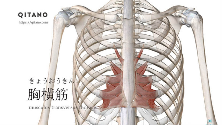 胸横筋（きょうおうきん）ストレッチ方法・起始停止・働き