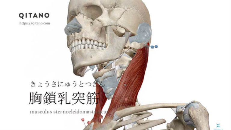 胸鎖乳突筋（きょうさにゅうとつきん）ストレッチ方法・起始停止・働き