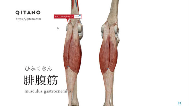 腓腹筋（ひふくきん）ストレッチ方法・起始停止・働き